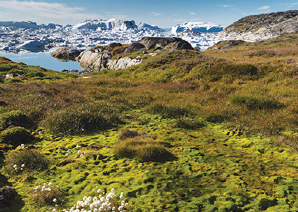 Arctic Flora